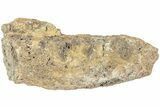 Fossil Dinosaur Bone Section - North Dakota #237672-1